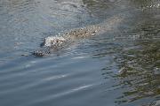 gator