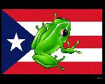Coqui frog