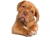 cutedog