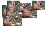 horses