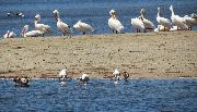 Pelicans at Twilight