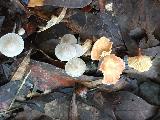 Mushrooms