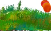 grass