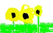 angelssunflowers
