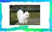 spuirlel