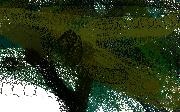 gator