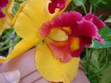 Cattleya1