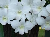 White Orchids