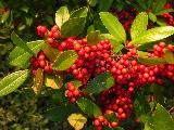 fall berries