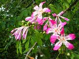 jacaranda