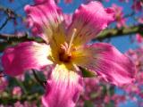 close up jacaranda
