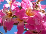 lots of jacaranda blossoms