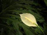 white blossom, green leaves