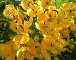 butterflowers