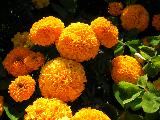 golden mums