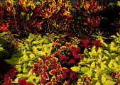 coleus