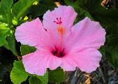 pink hibiscus