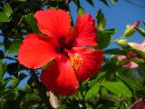 red hibiscus