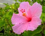 pink hibiscus flower