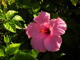 pink hisbiscus flwr