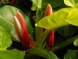 unfurling