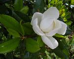 southern magnolia