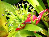 bromeliad 1