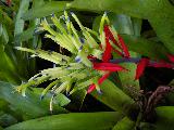 bromeliad 2