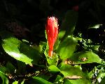 bromeliad 3