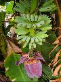 bloomin' bananas