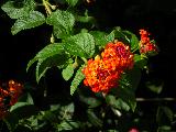 lantana