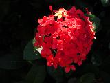 soccer ball flower