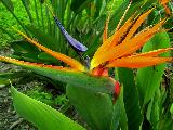 birdy plant 1