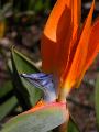 birdy plant 2