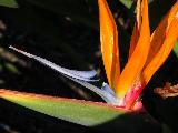 birdy plant 3
