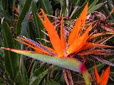 birdy plant 4