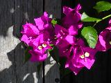 bougainvillea 2