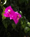 bougainvillea 3