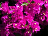 bougainvillea 4