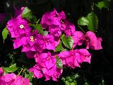 bougainvillea 5