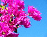 bougainvillea 6
