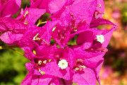 bougainvillea 7