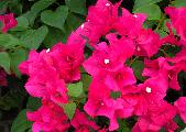bougainvillea 9