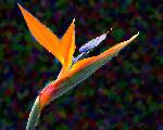 bird of paradise goes to heaven