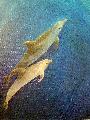 Dolphins