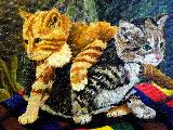 tiger--kittens close up