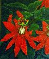 passion flower -  detail   2