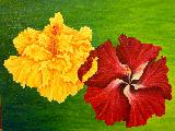 hibiscus sisters
