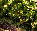 ferny branch