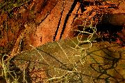 single strand of spanish moss on palm trunk